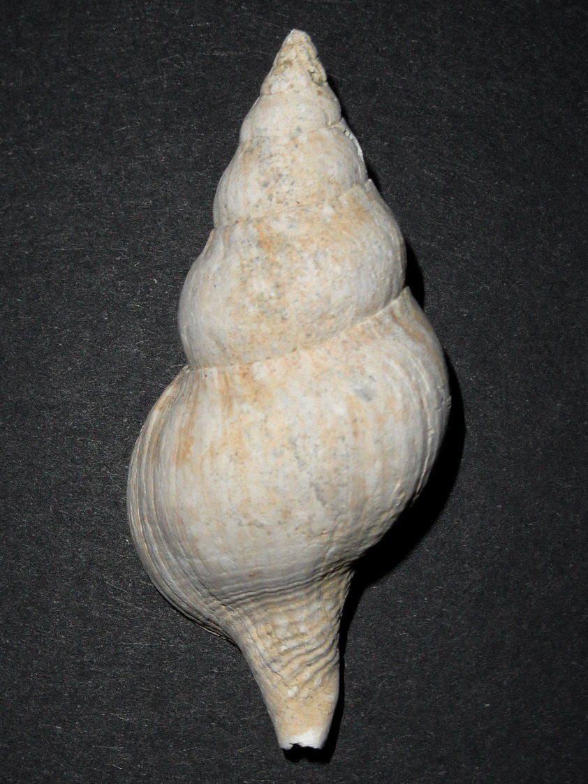 Buccinulum corneum ?